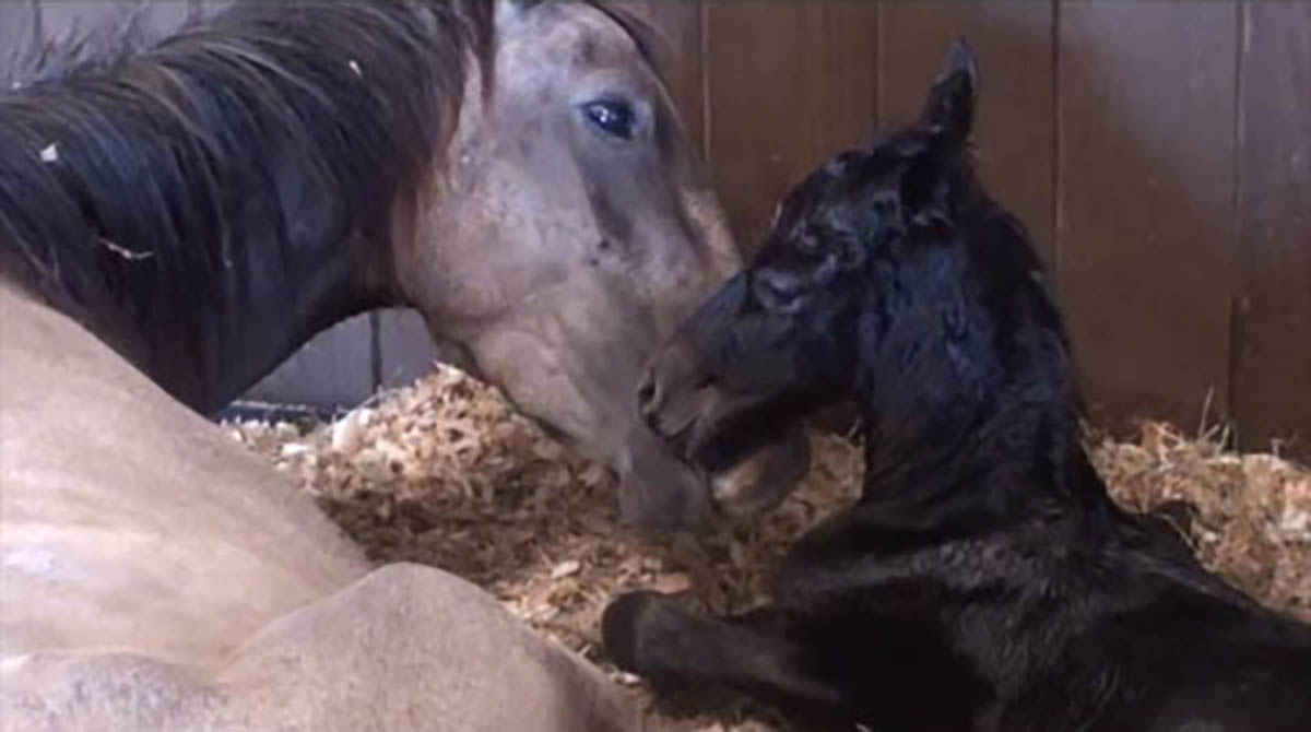 Pregnant Mare Rescued On Her Way To Be Slaughtered