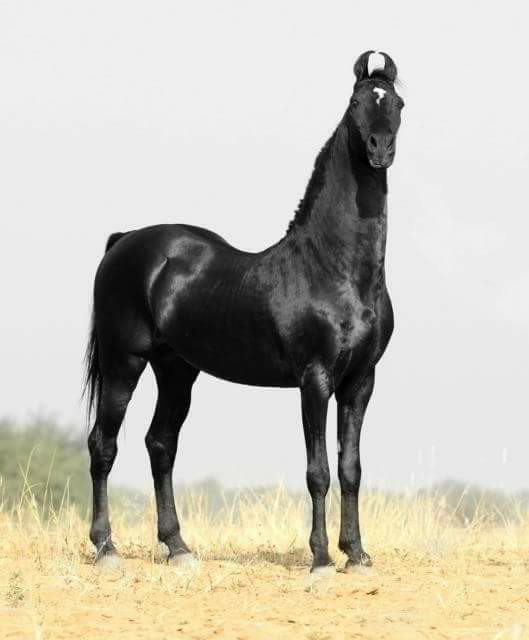 Prince - Marwari Stallion