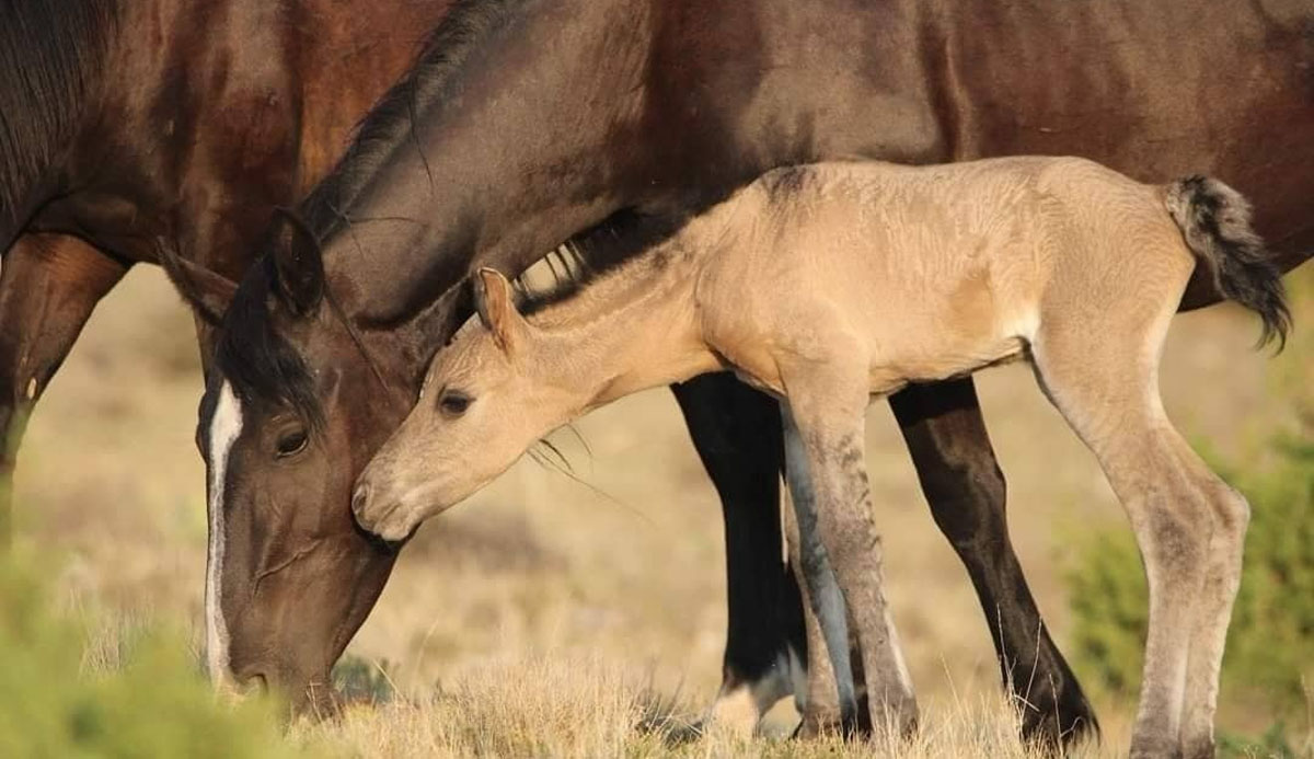 The Wild Horses of Pryor Mountain, Montana