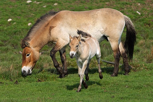 Przewalski`s Horses - The Last Surviving Subspecies Of Wild Horse