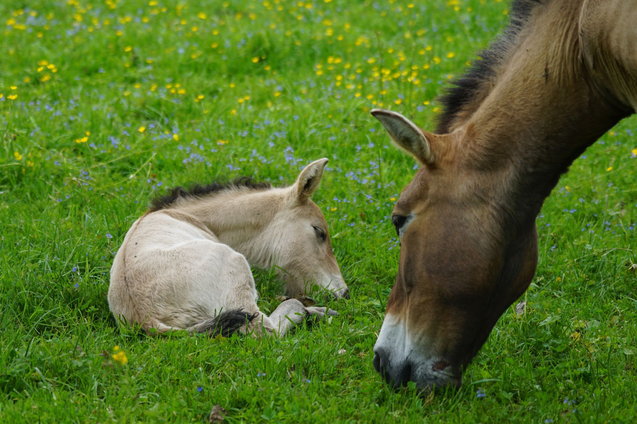 Przewalski Horses - The Worlds Last Truly Wild Horse Is Making A Comeback