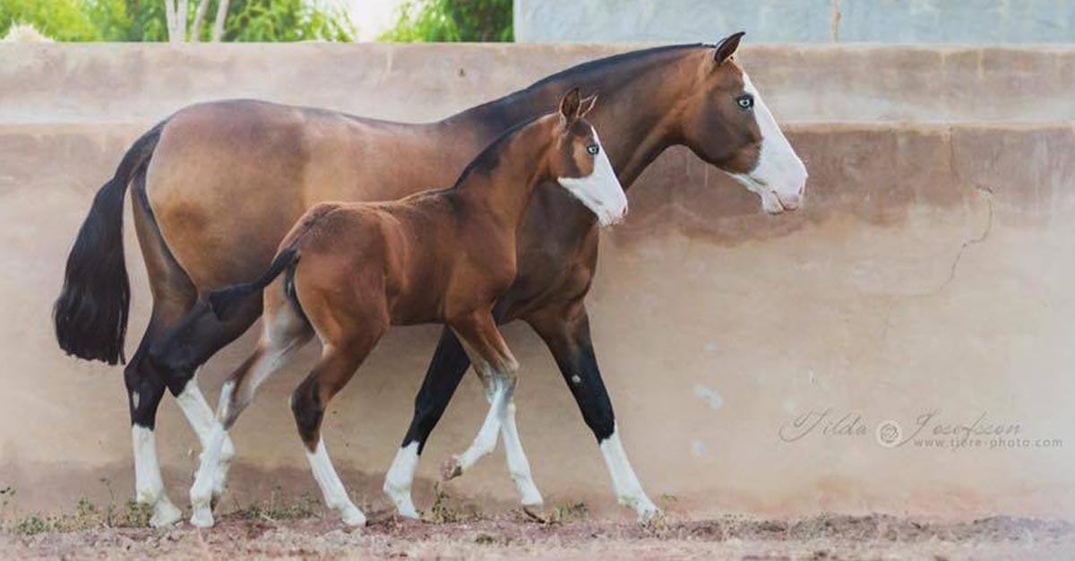 Purebred Spanish Mare And Foal - Zahara GT and Zaha GT @Katarzyna Okrzesik