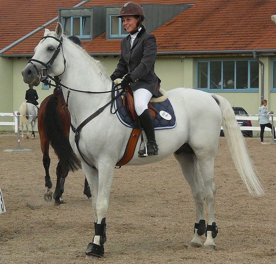 Qatgani Horses