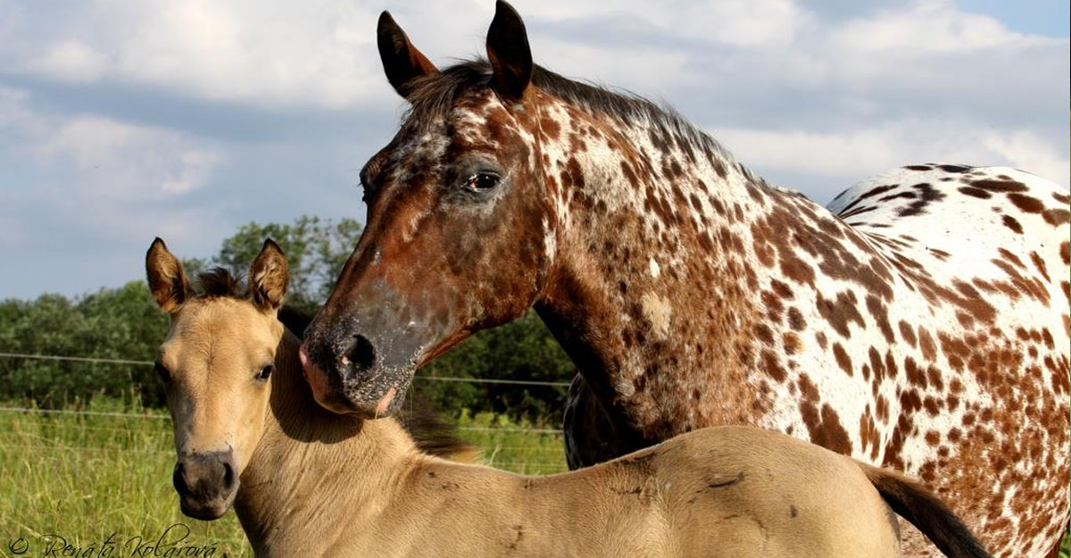 Quality Foundation Appaloosa Horses - Chexy`s Farm, Czech Republic