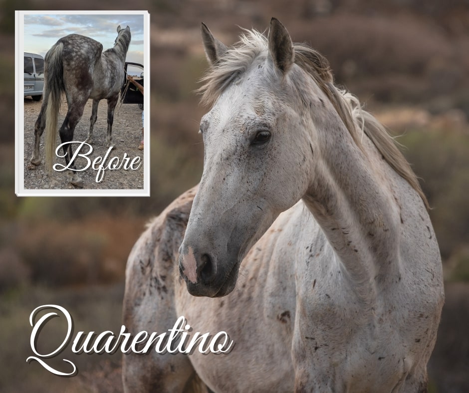 Tenerife Horse Rescue