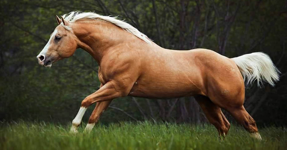Stunning Quarter Horse Stallion, Little Chex To Cash