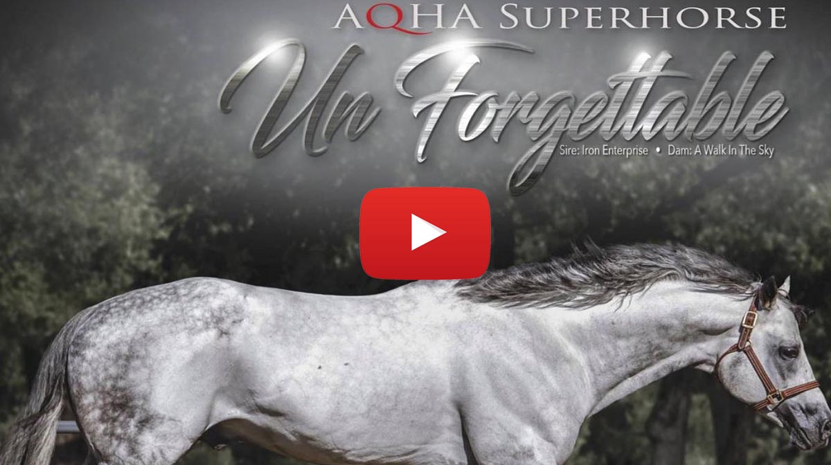 Quarter Horse Stallion - Un Forgettable