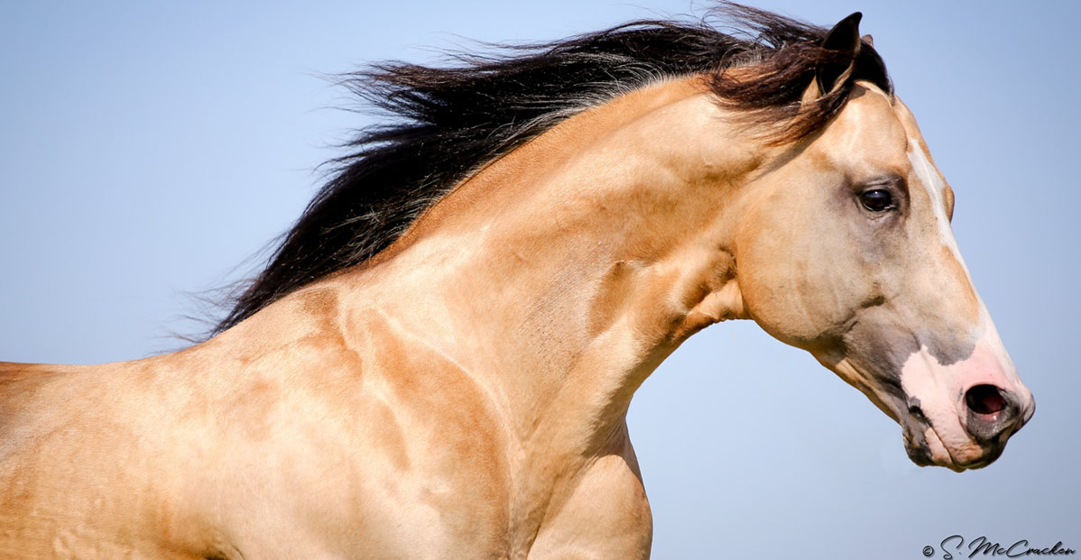 Lucky Wonder Horse (sired by First Down Dash) - Buckskin Quarter Horse Stallion @Myers Performance Horses, South Dakota