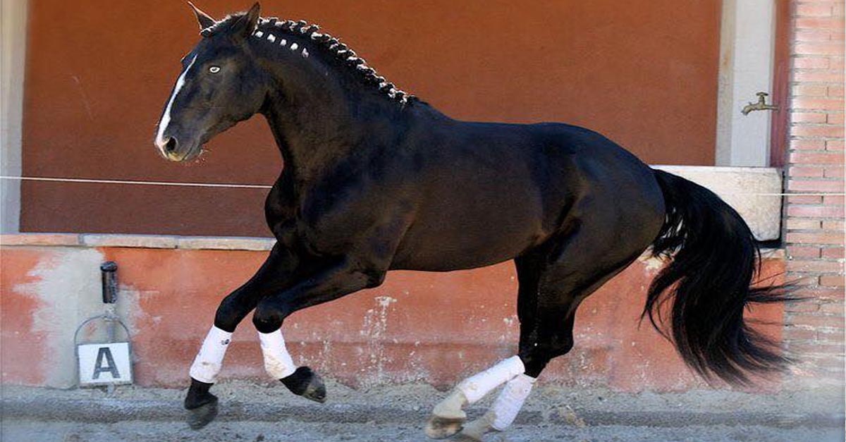 Quazar De Massa - Lusitano Stallion