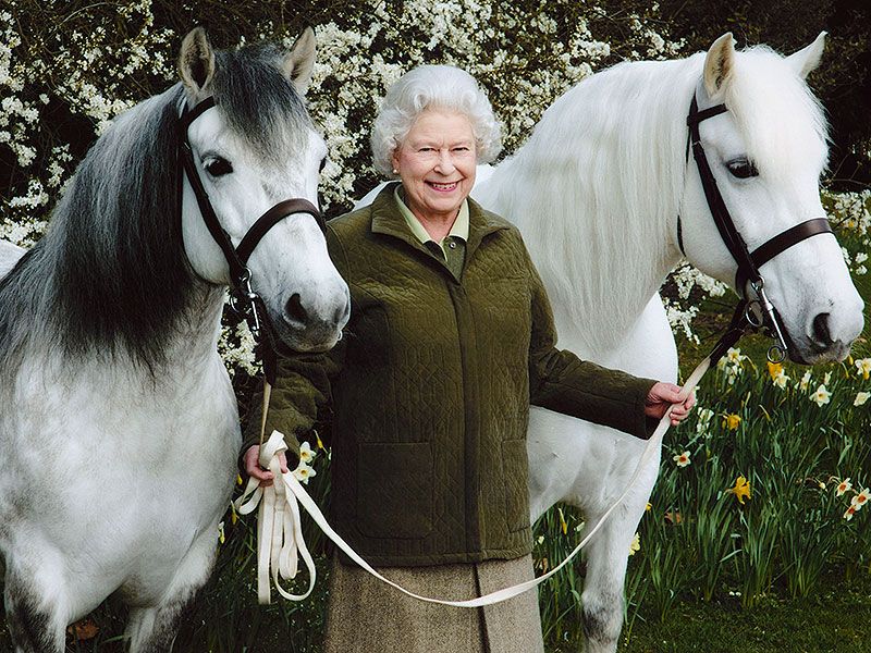 Queen Elizabeth - Balmoral Ponies