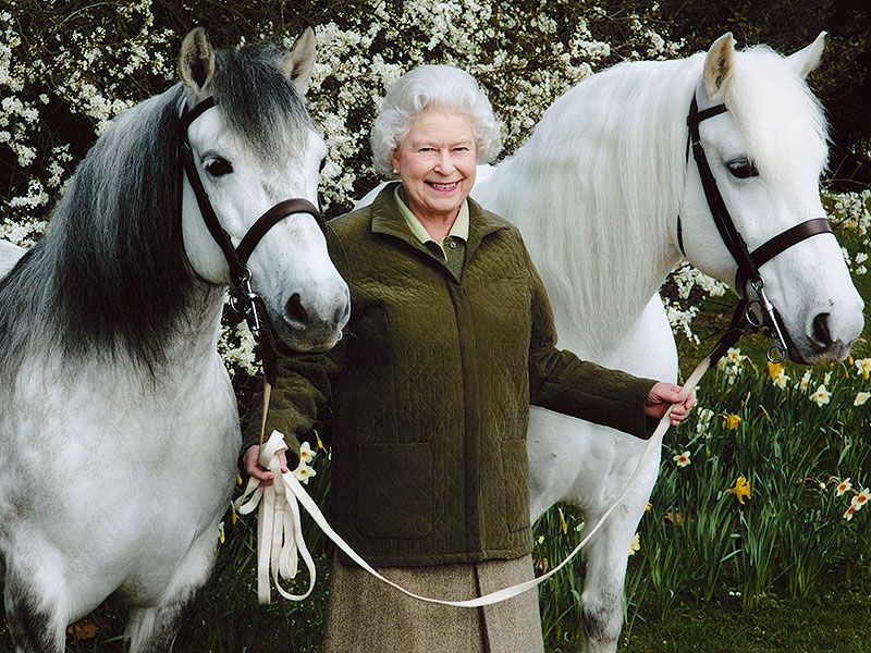 The Queens Highland Pony Stud at Balmoral