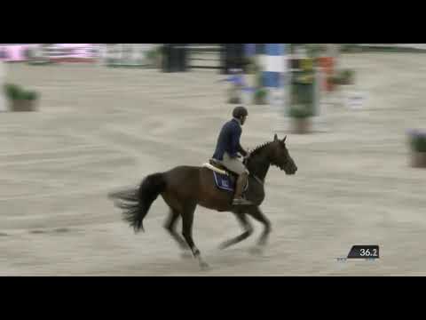 Quistallo - Showjumping Horse