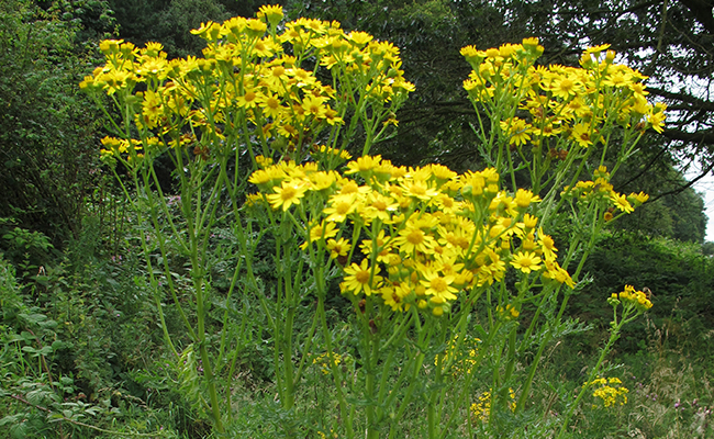 Wild Ragwort