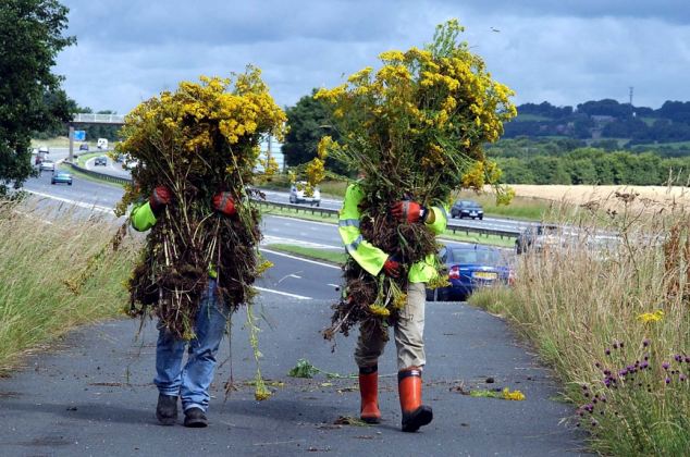 Digging up Ragwort