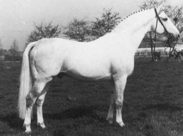 Raimond - Stallion