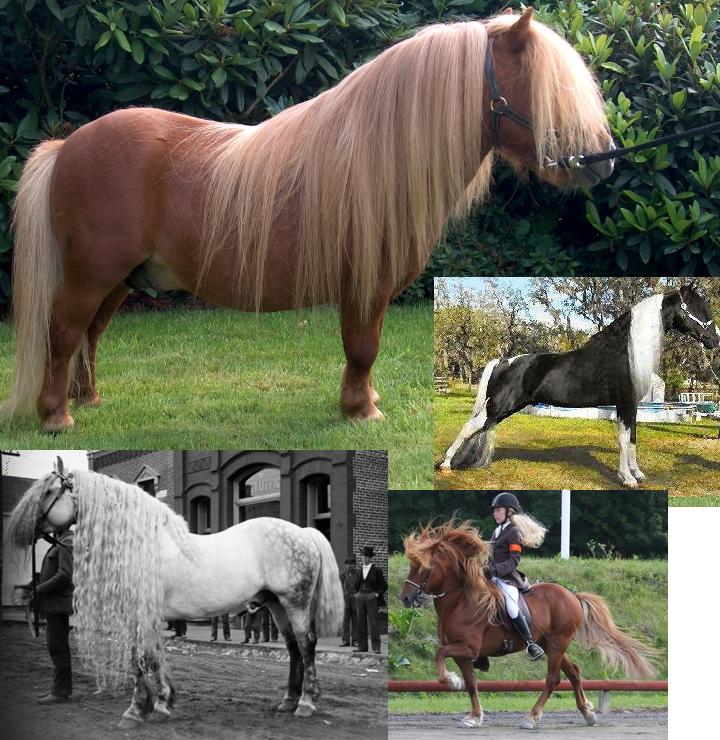 Rapunzel Horses