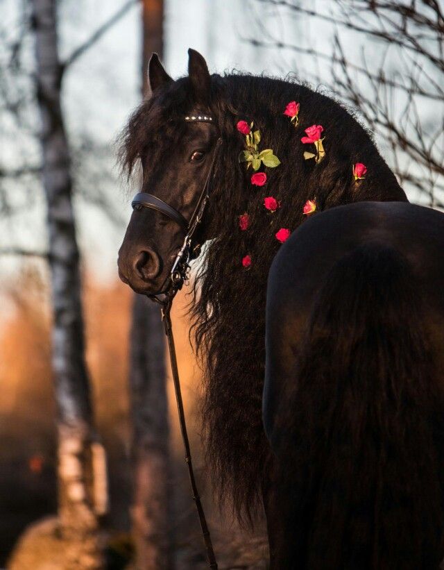 Rapunzel Horses