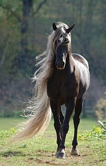 Horses With Great Hair