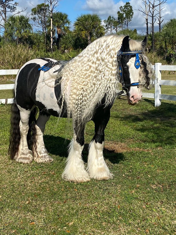 Rapunzel Horses - Stable Express