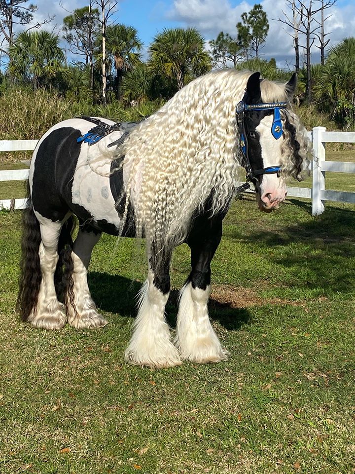 Rapunzel Horses