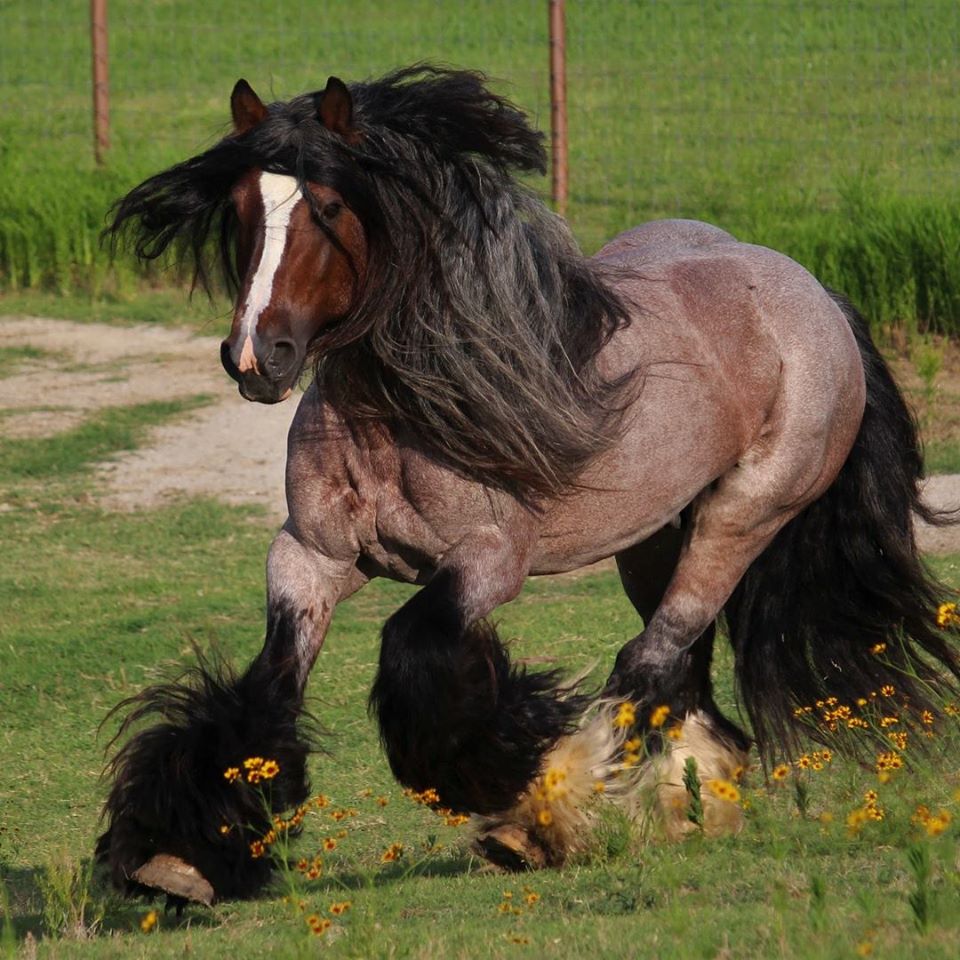 Rapunzel Horses