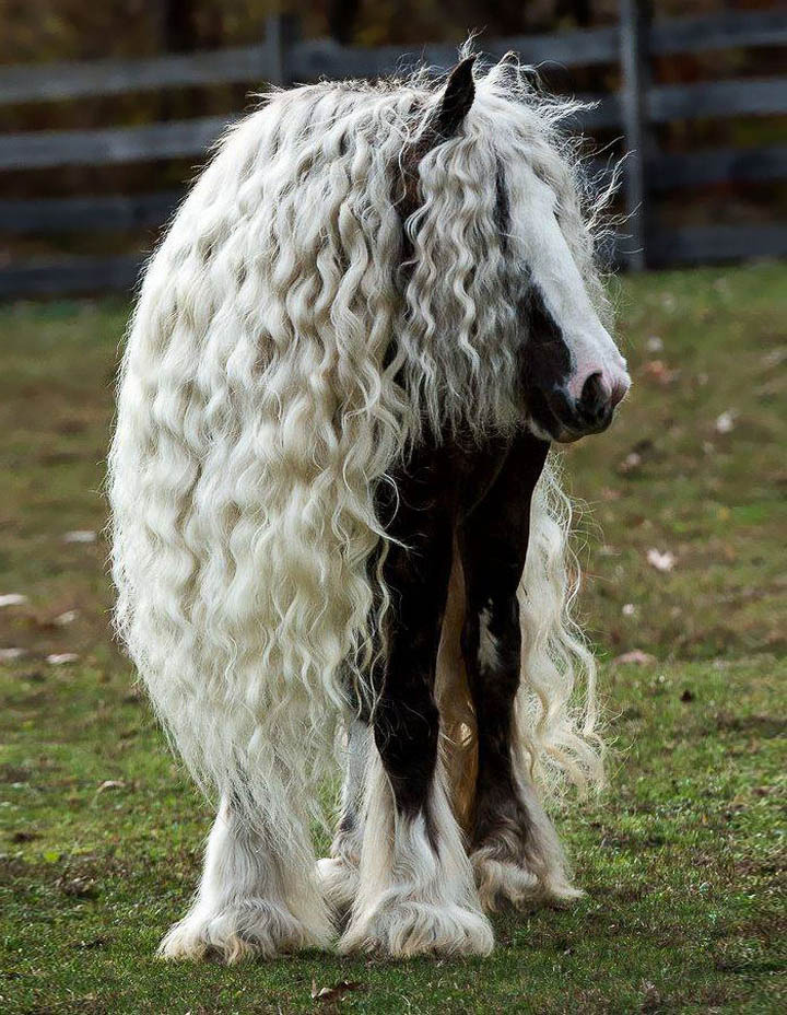 Rapunzel Horses