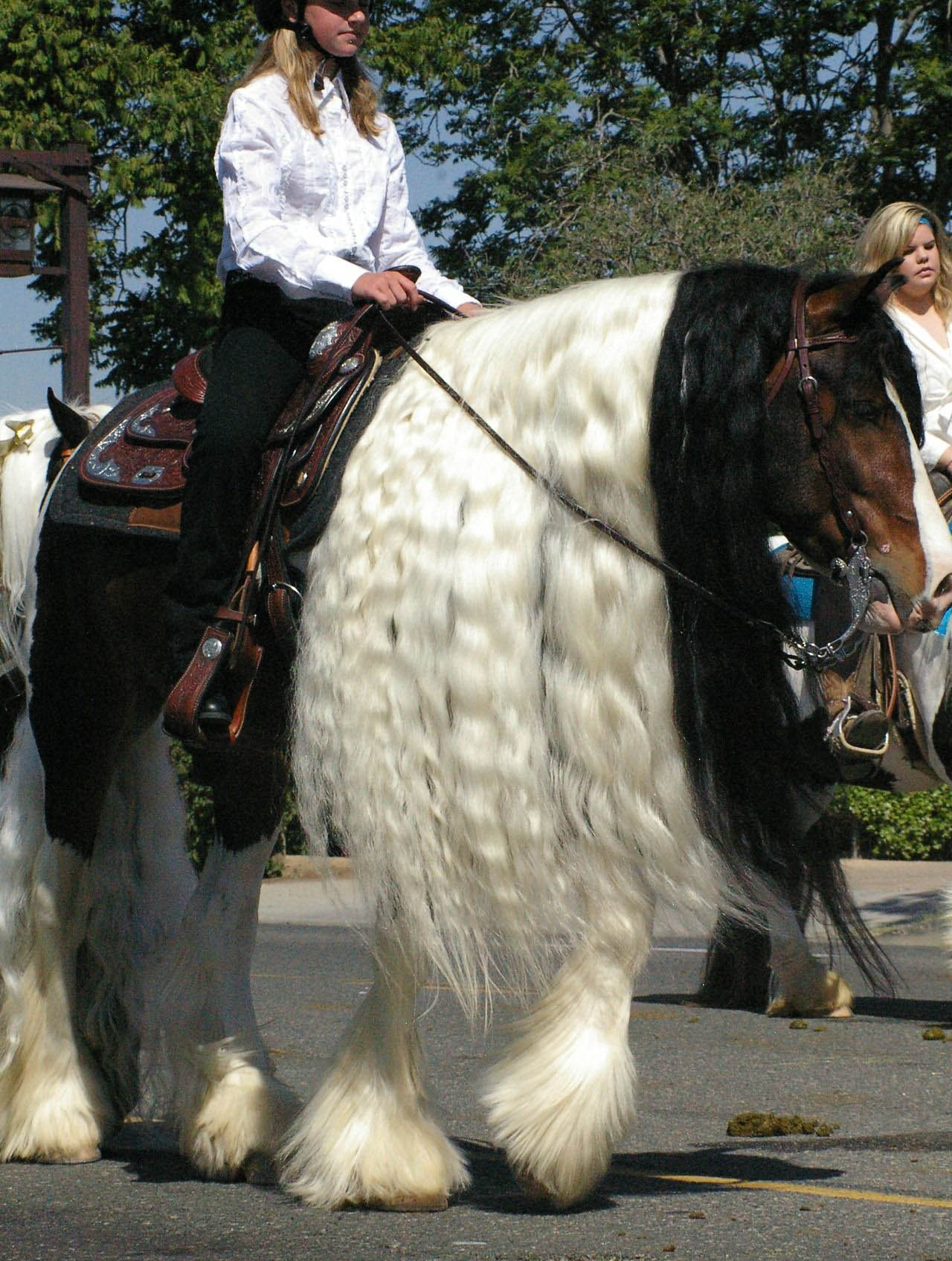 Rapunzel Horses