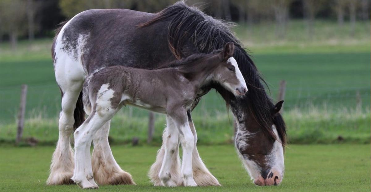 Rare Black Clydesdale Foal