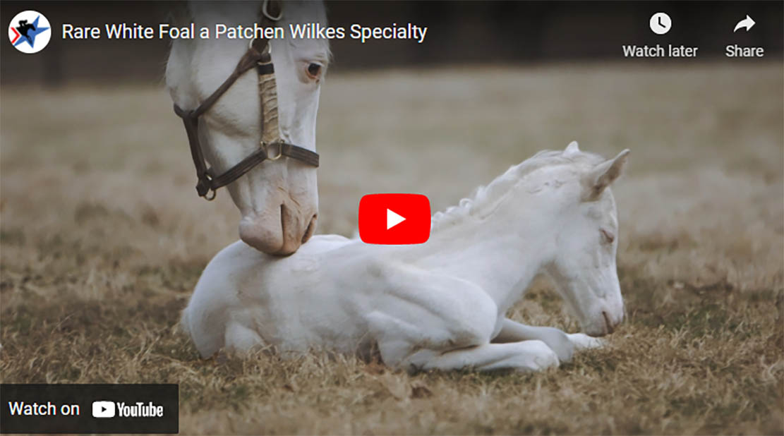 Rare White Foal a Patchen Wilkes Specialty
