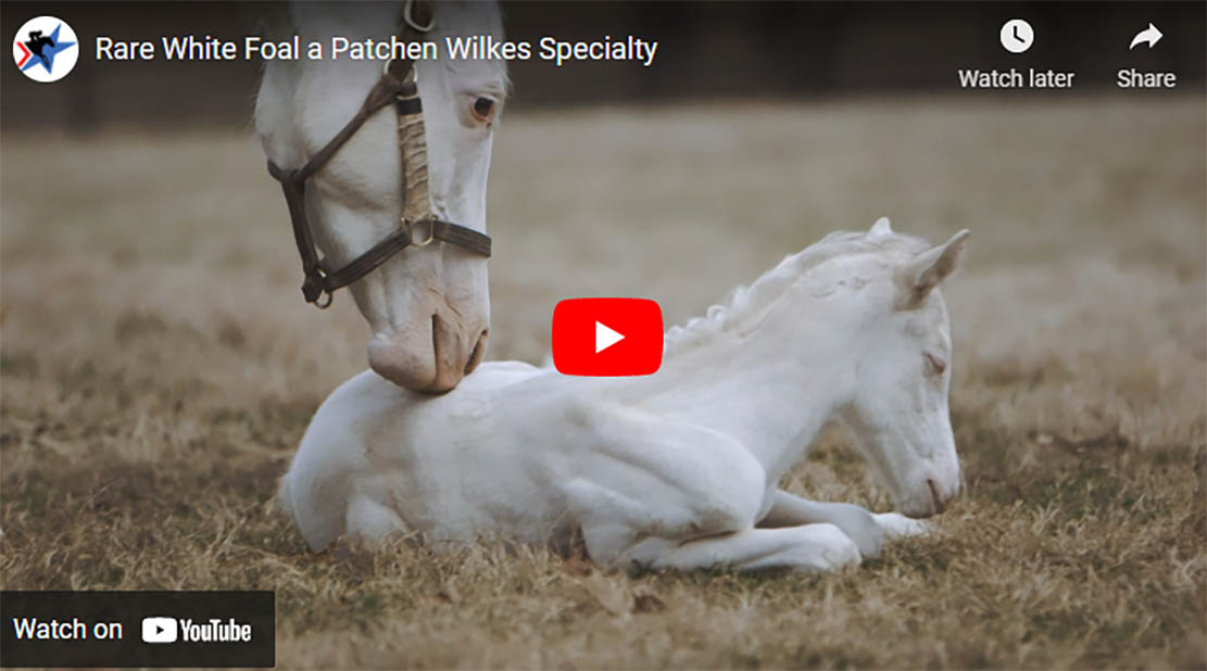 Rare White Foal A Patchen Wilkes Specialty