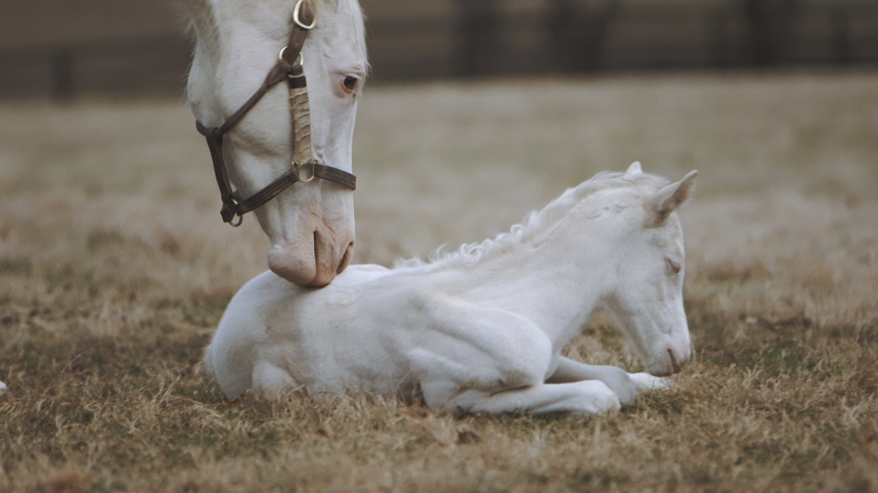 Rare White Thoroughbred Foal