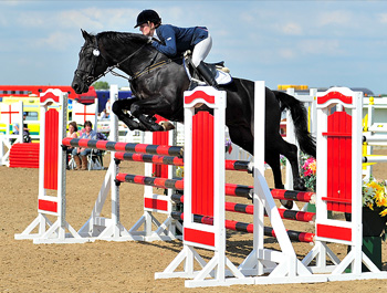 Rasputin - Showjumping Stallions