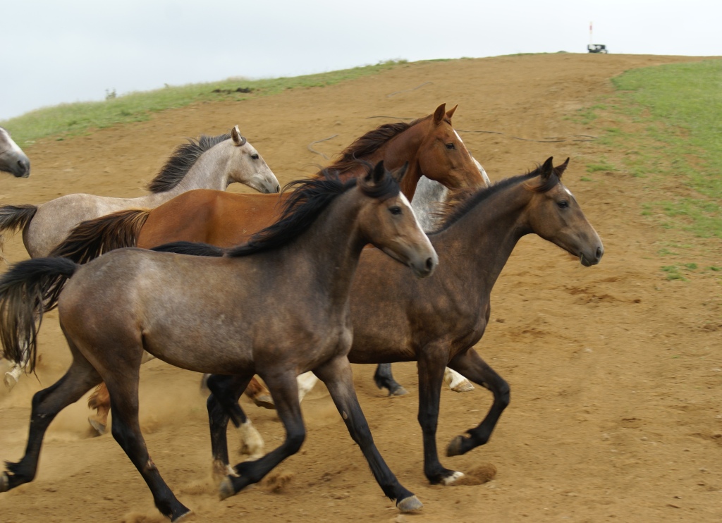 Ratamill Stud, New Zealand - Sport Horses For Sale