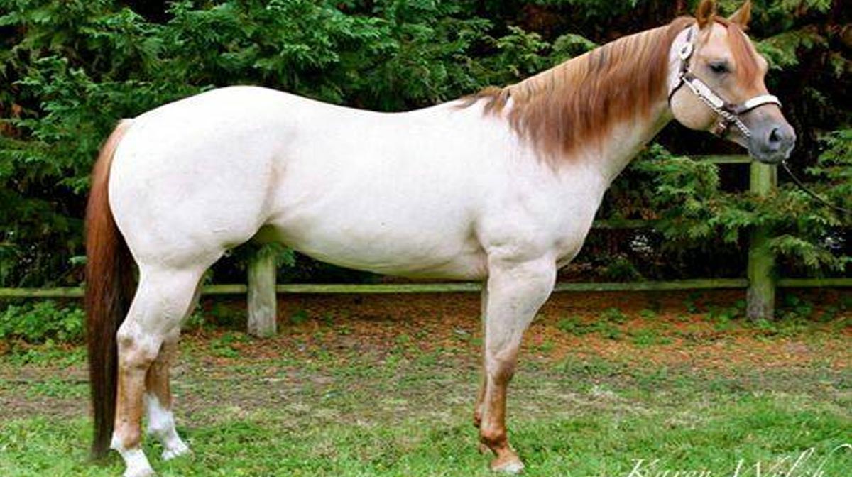 Red Dun Roan - American Quarter Horse @Karen Welch Photography