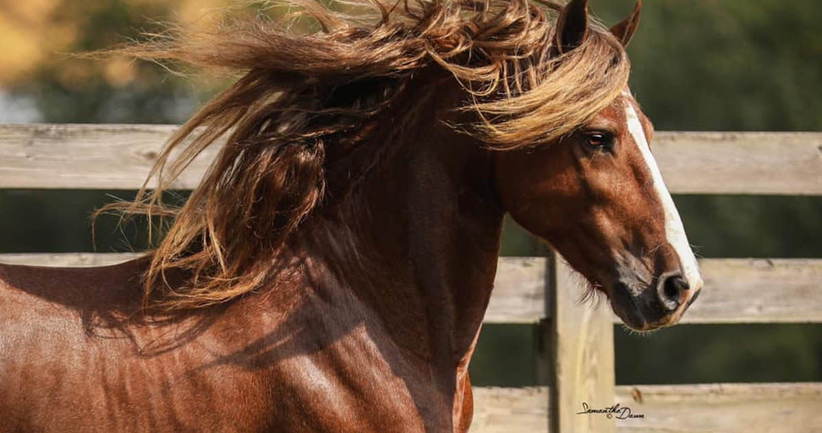 Red Frisian Stallion