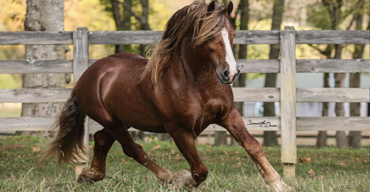 A Rare Red Frisian Named Iron Man