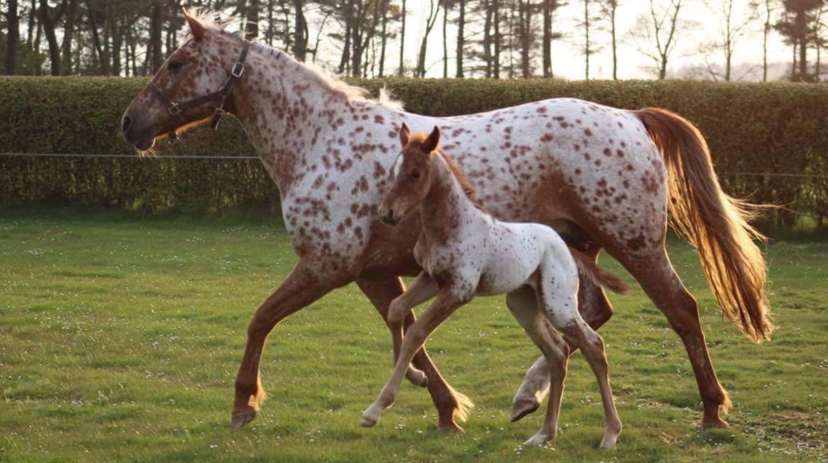 Red Roan Appaloosa Mare and Foal @Halymyres Stables, Stonehaven Aberdeenshire