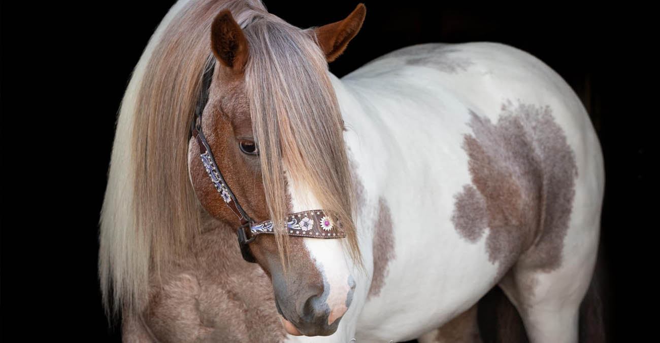 Red Roan Tobiano Gypsy Dreams Lilys Legacy