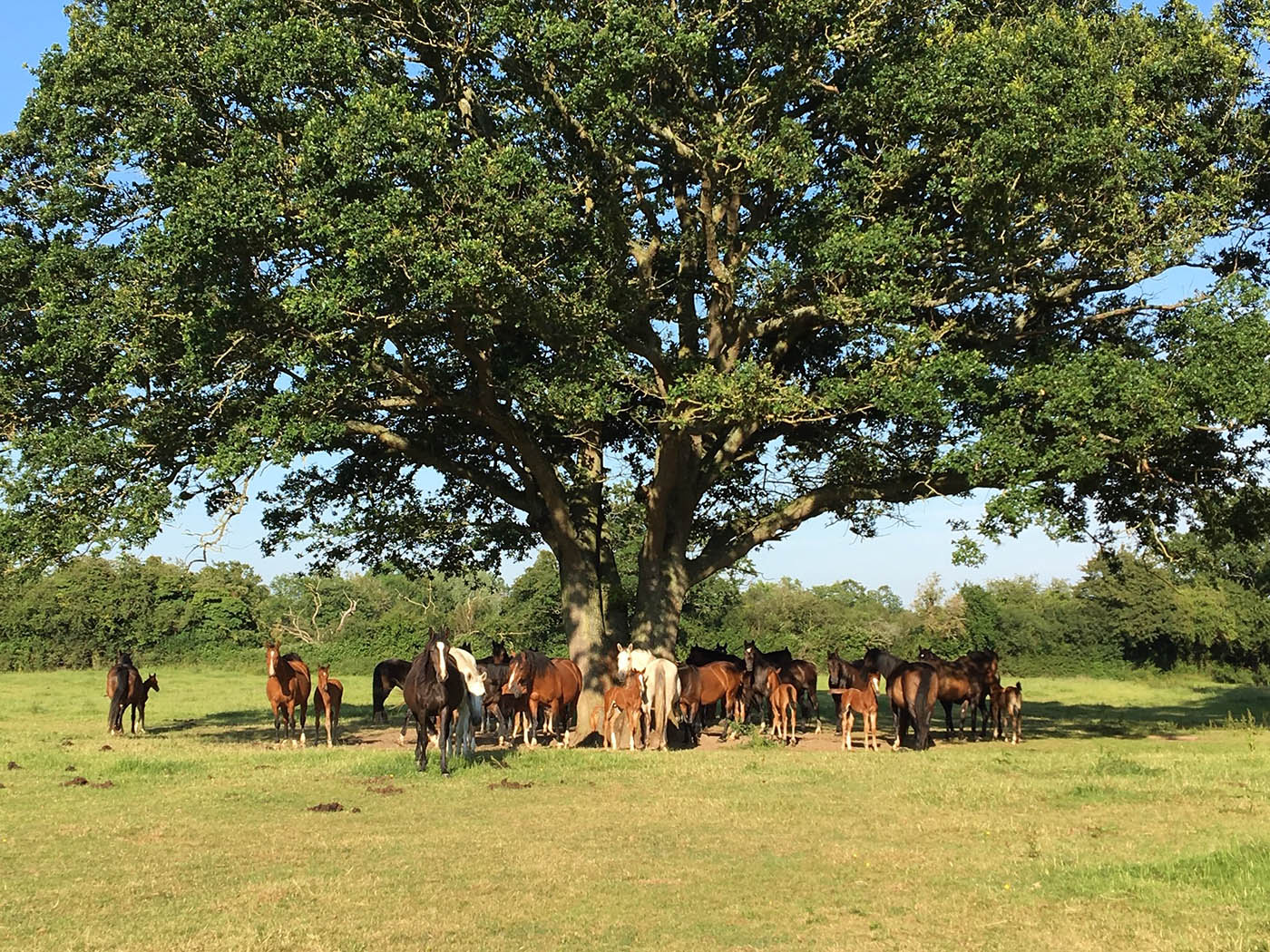 Renkum Stud Farm