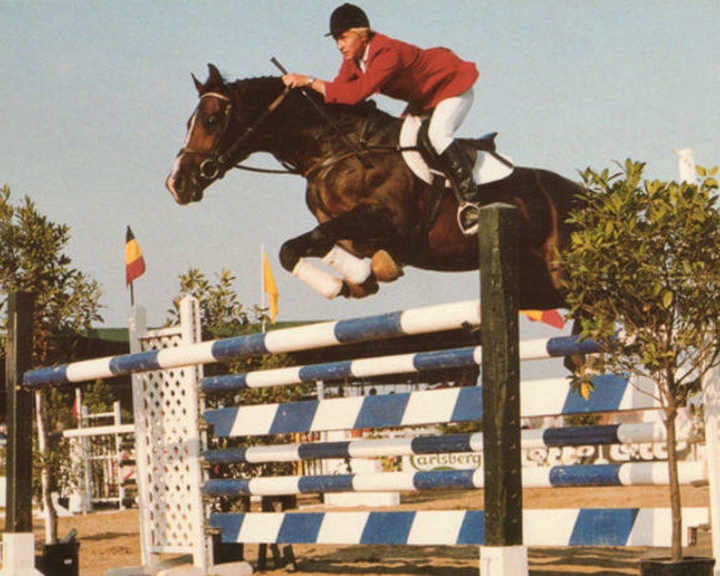 Renville - Showjumping Horse