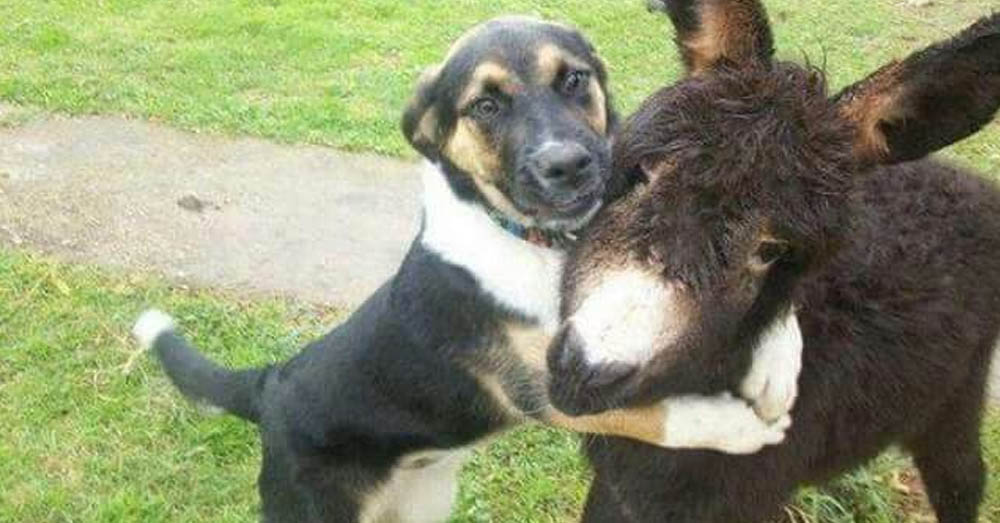 Rescued Donkey Acts Like A Puppy