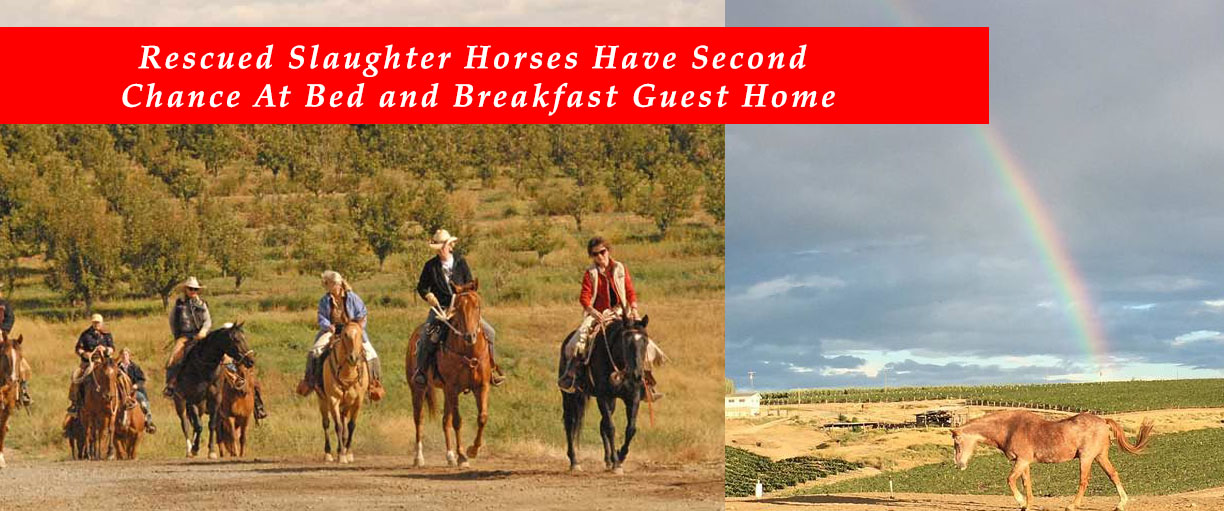 Rescued Slaughter Horses Have Second Chance At Bed and Breakfast Guest Home