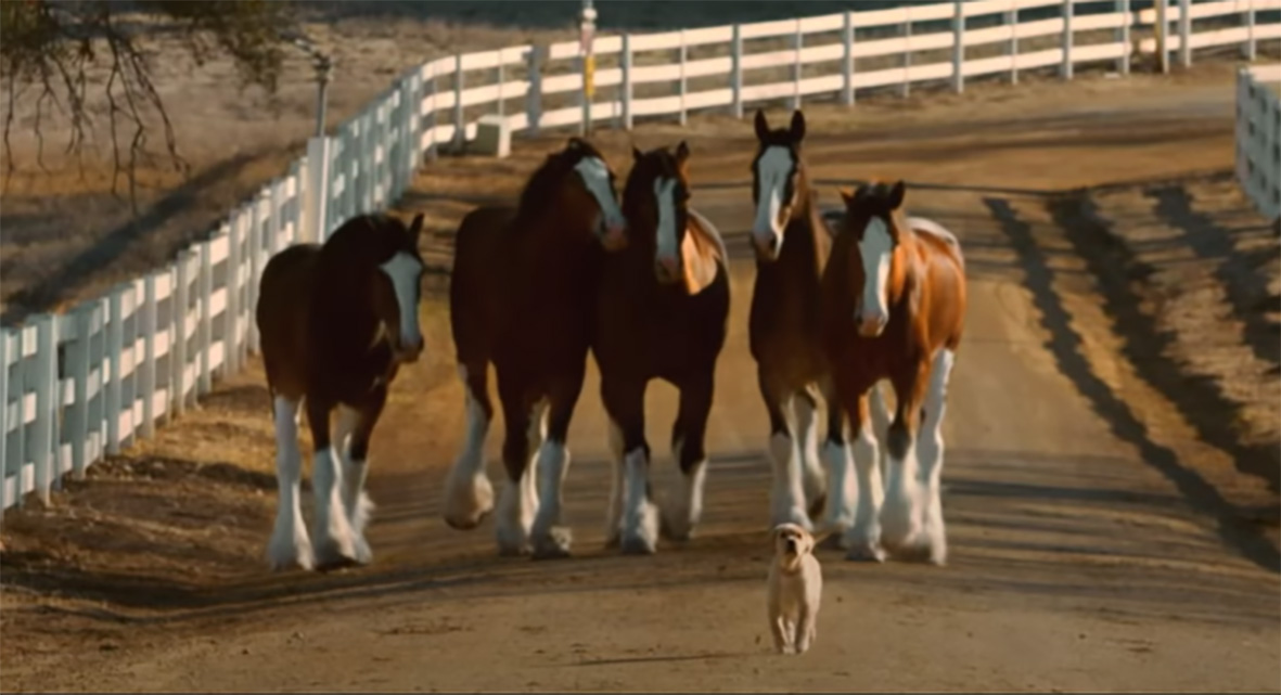 Budweiser Clydesdales commercial