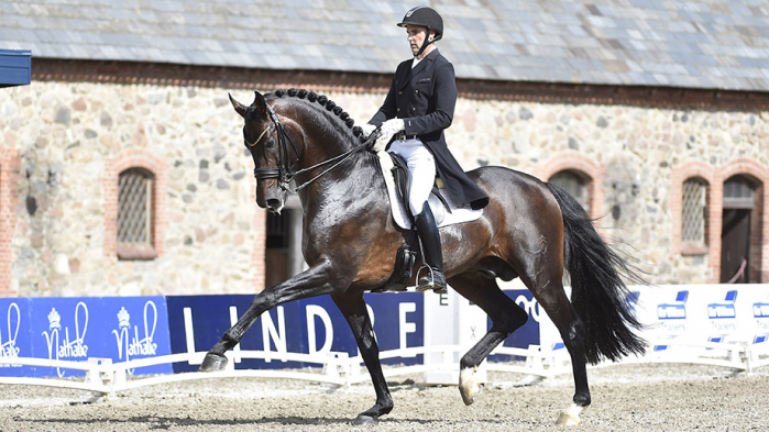 Revolution Dressage Stallion