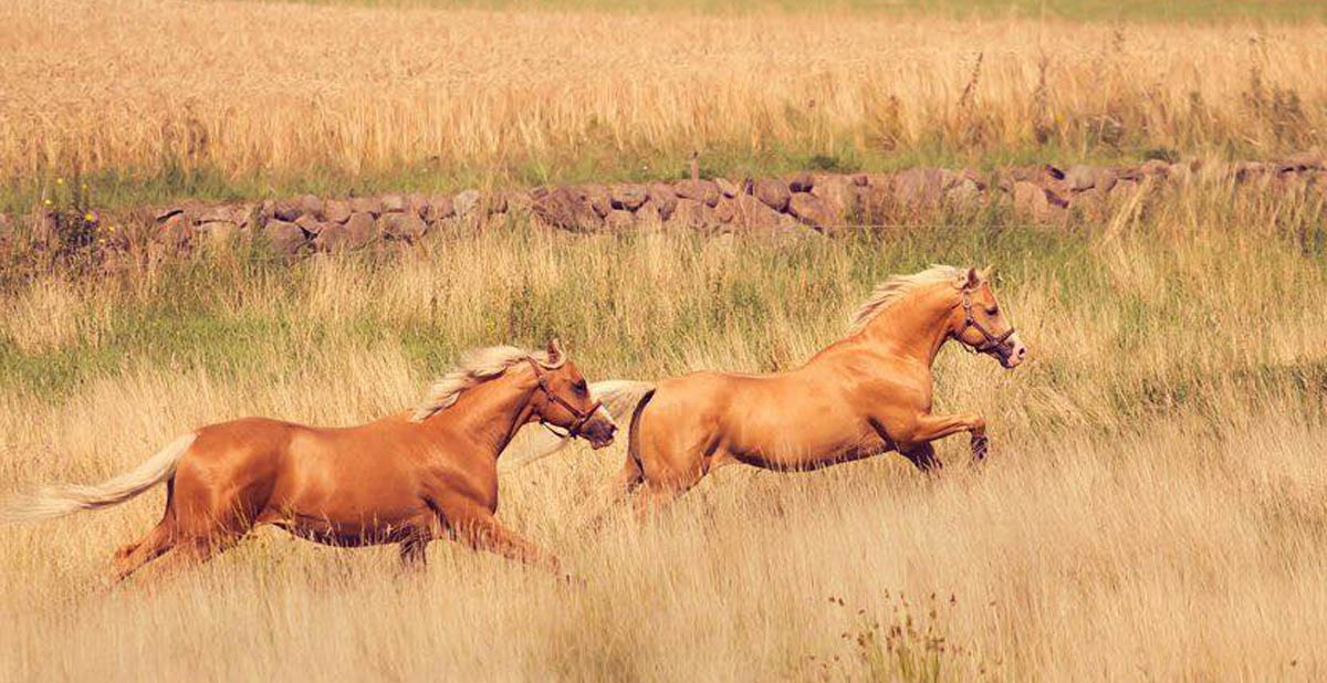 Father and son : both stallions - Happy and free. Owned by @richelieu Horses