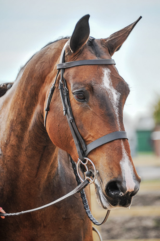 Ardennes Horses - Stable Express