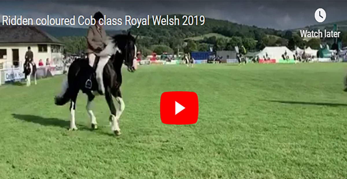 Ridden Coloured Cob Class Royal Welsh Horse Show