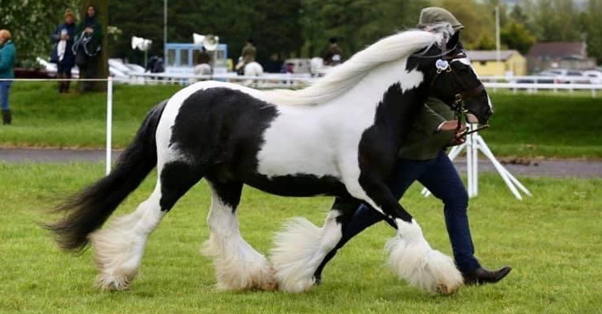 River Field - 12.2hh Coloured Show Pony - Coloured Stallion
