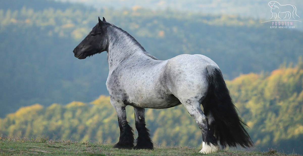 Sailte Anabel Van de Mol - Black Roan Gypsy Cob