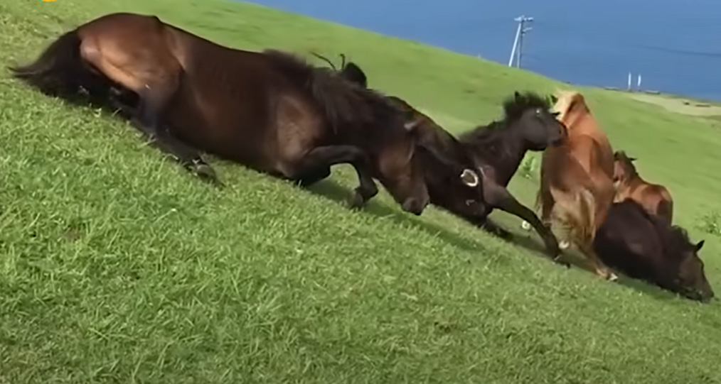 Hilarious Horses Slide Down Grassy Hill Playing Like Little Kids